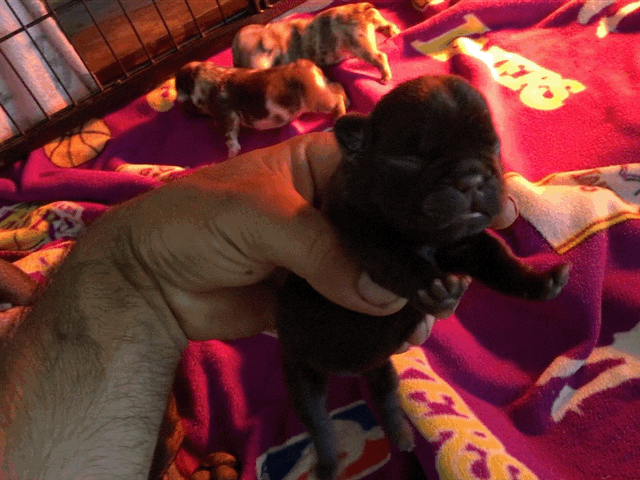 Female Merle micro French Bulldog AKC 1/4