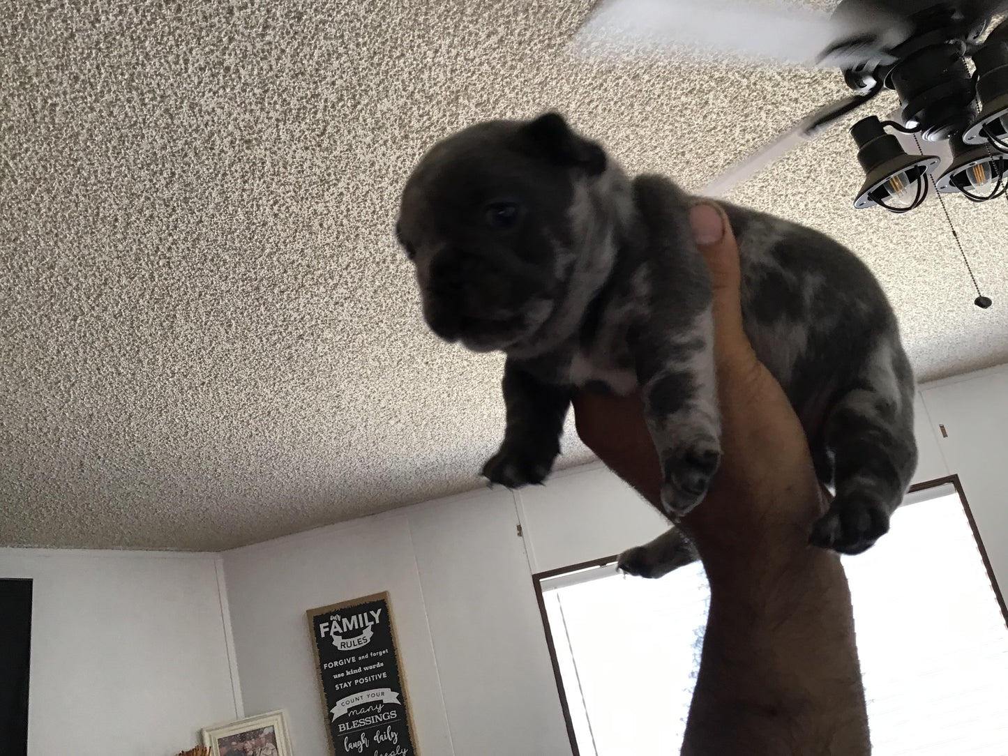 Big rope fluffy carrier Male Merle AKC French Bulldog