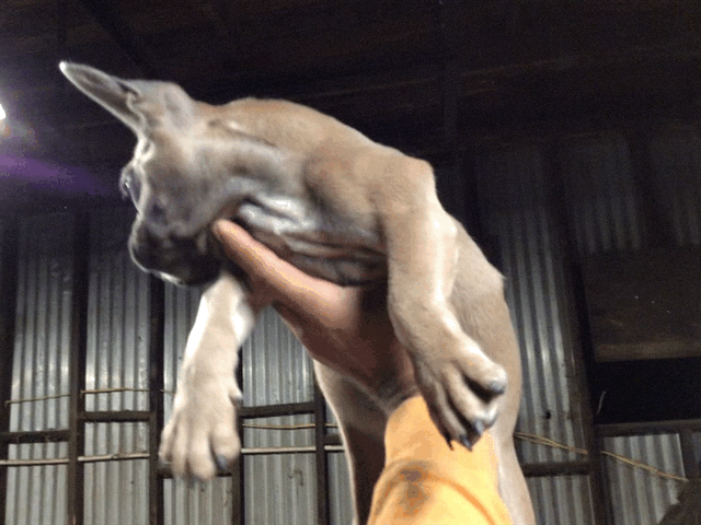 Blue sable male French bulldog AKC.