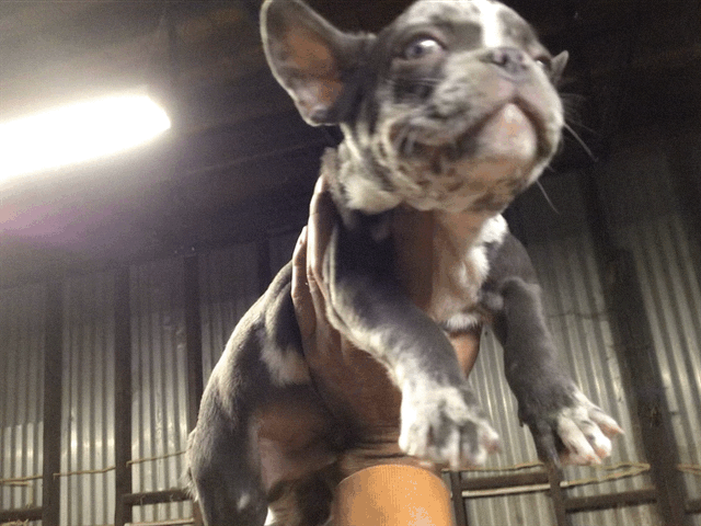 Merle French bulldog Male AKC #1