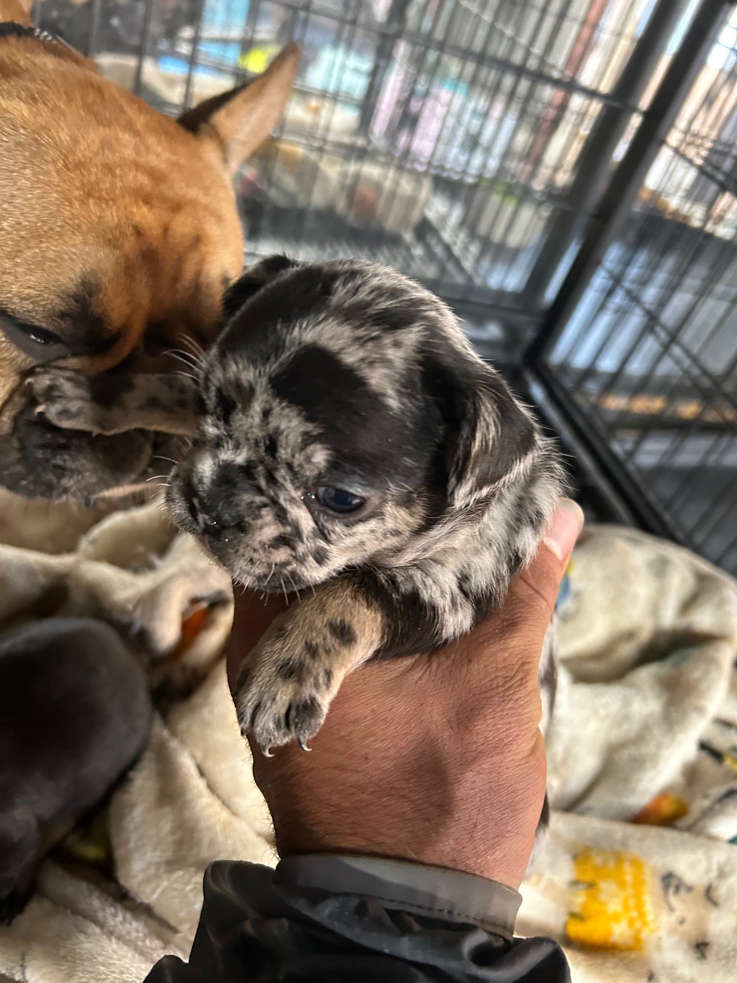 French Bulldog AKC Merle female