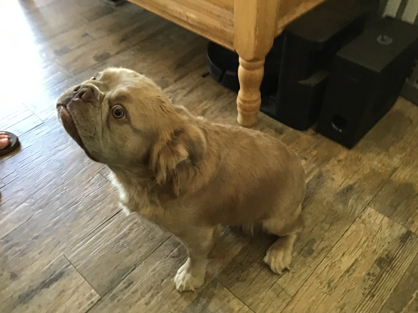 Visual fluffy Isabella Stud A.I service French Bulldog