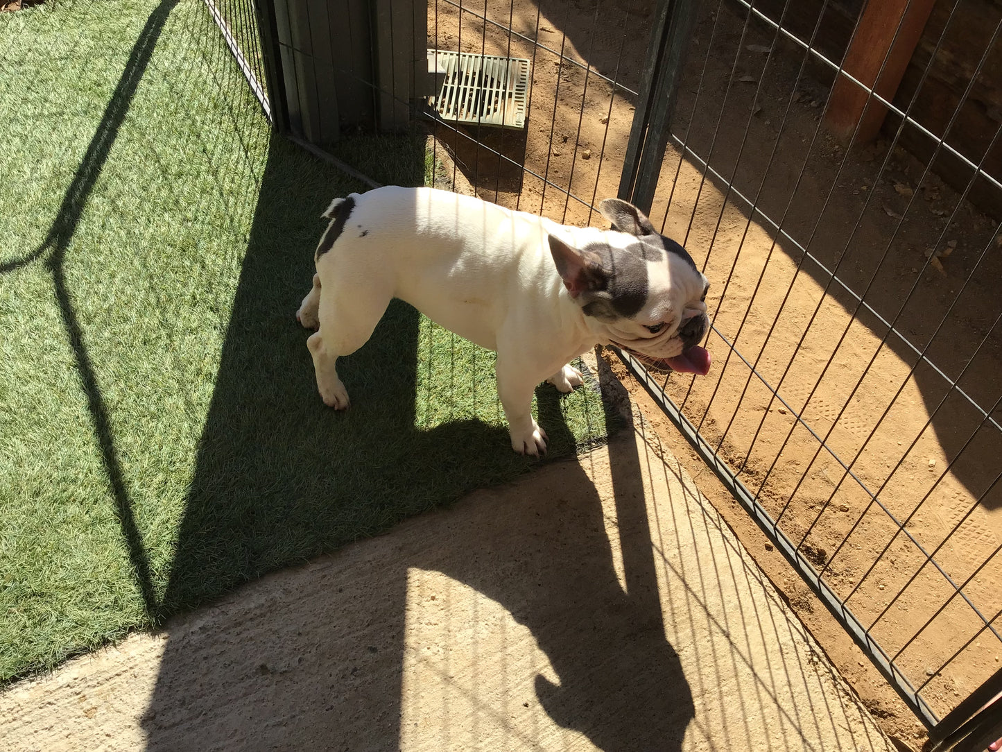 Upcoming litter fluffy Big Rope November 2025 AKC French bulldog Stormi