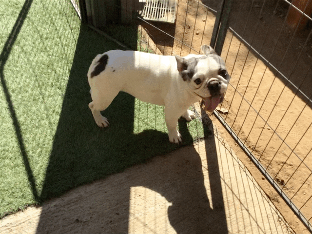 Upcoming litter fluffy Big Rope November 2025 AKC French bulldog Stormi