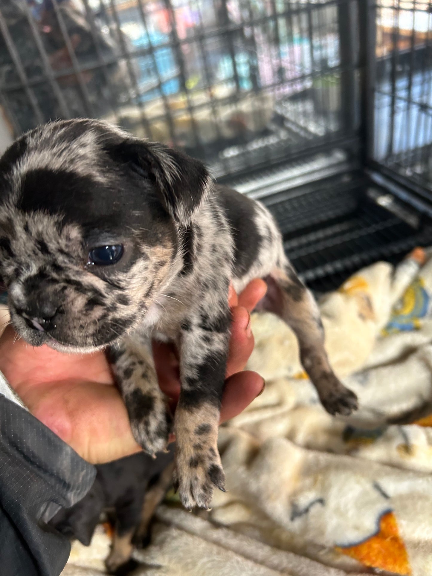 French Bulldog AKC Merle female