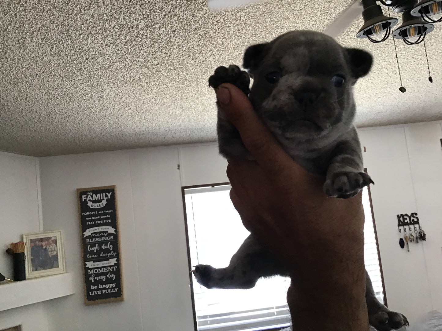 Big rope fluffy carrier Male Merle AKC French Bulldog