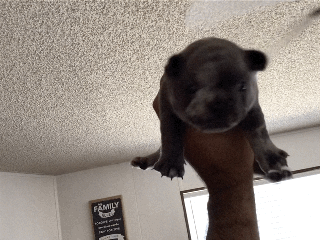 Big rope fluffy carrier Male Merle AKC French Bulldog