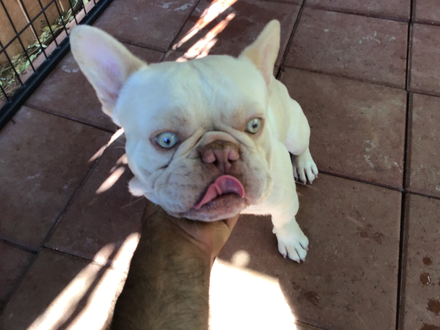 Stud A.I Service platinum Merle Isabella Hardy