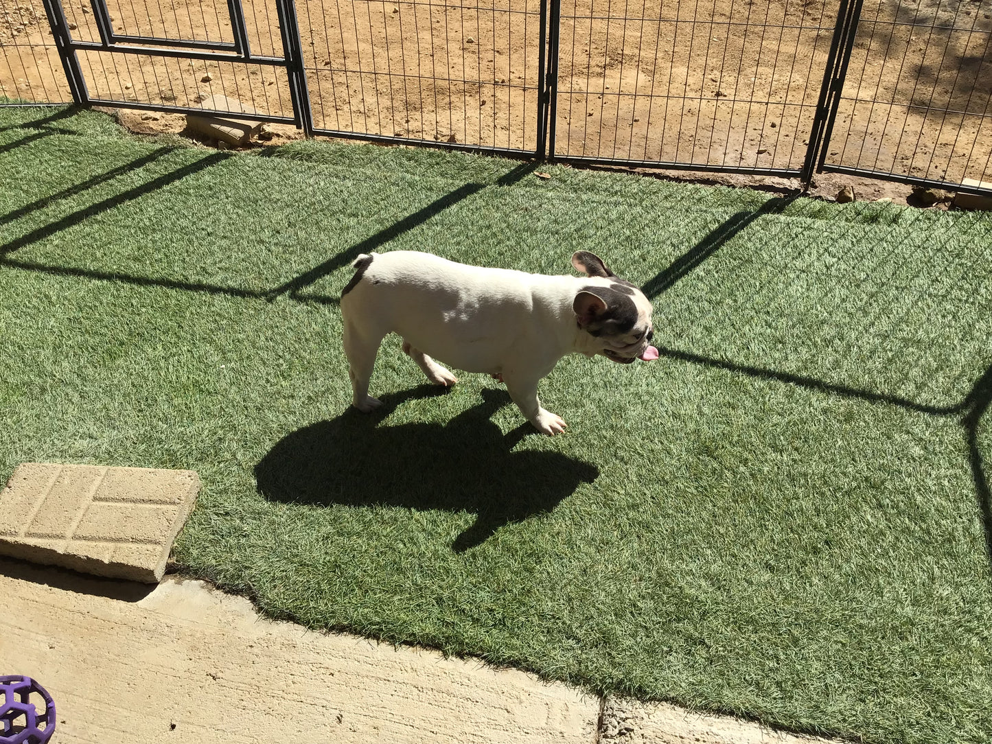 Upcoming litter fluffy Big Rope November 2025 AKC French bulldog Stormi