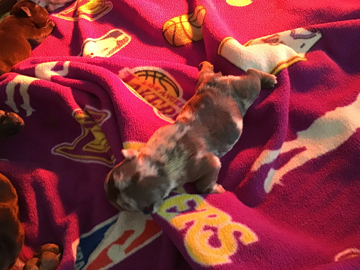 Male Merle micro French Bulldog AKC 2/4