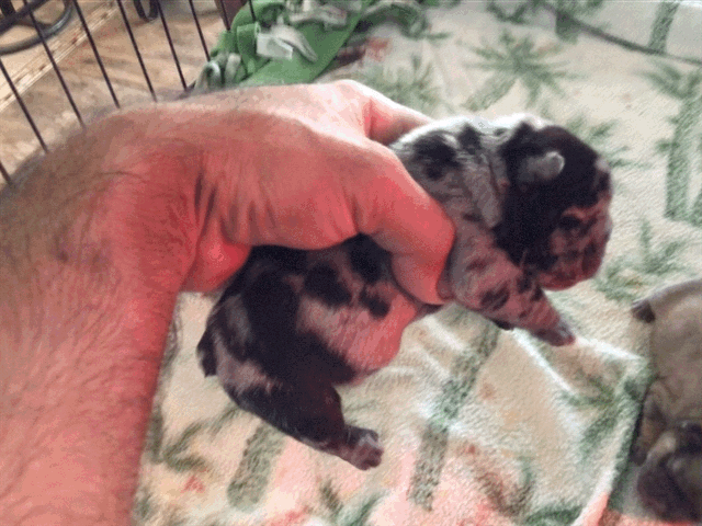 Merle 3/3 fluffy female pink carrier French bulldogs AKC