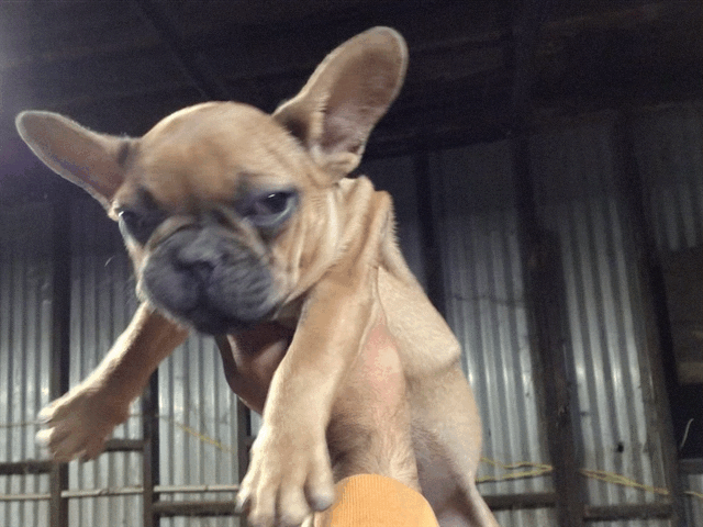 Red fawn male French Bulldog AKC