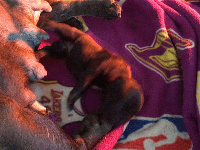 Male Merle micro French Bulldog AKC 4/4