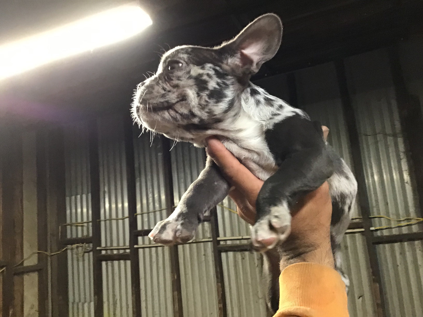 Merle French bulldog Male AKC #1