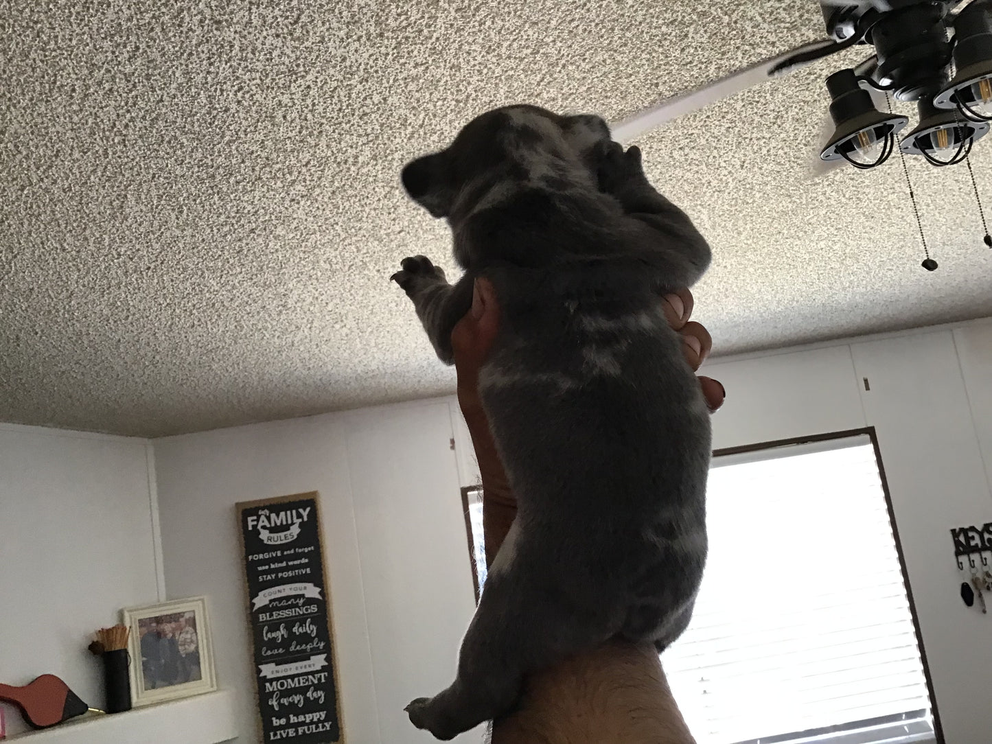 Big rope fluffy carrier Male Merle AKC French Bulldog