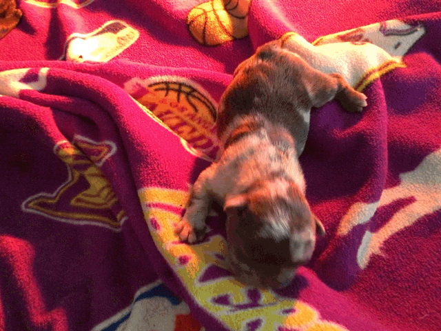 Male Merle micro French Bulldog AKC 2/4