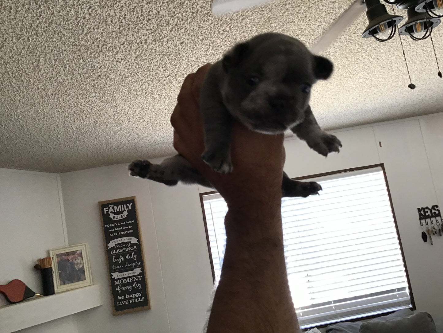 Big rope fluffy carrier Male Merle AKC French Bulldog