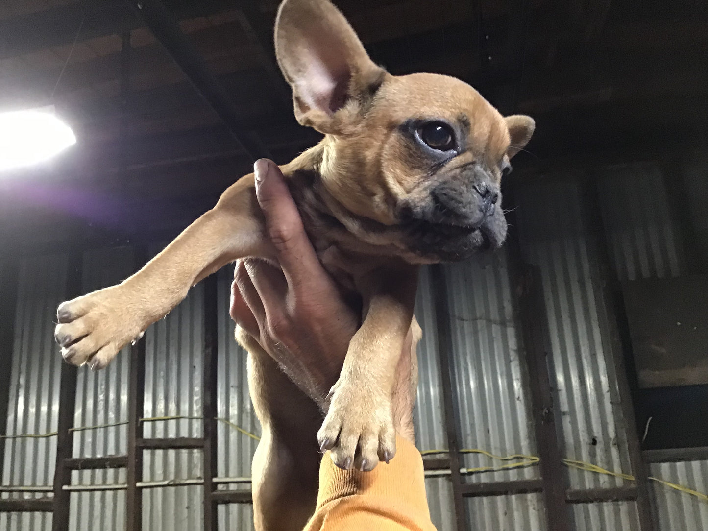 Red fawn male French Bulldog AKC