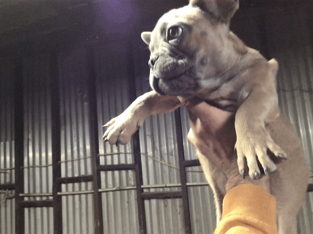Blue sable male French bulldog AKC.