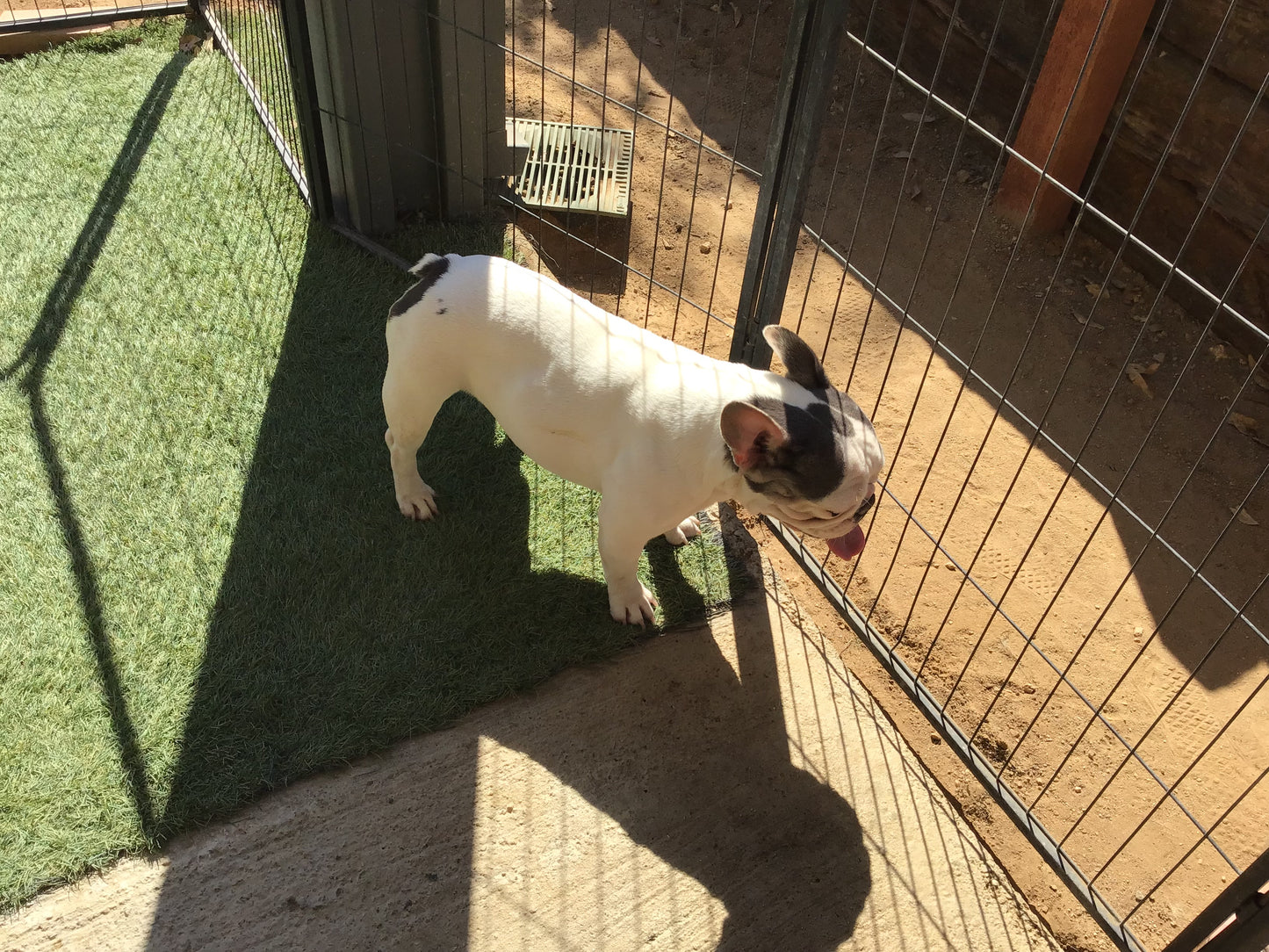 Upcoming litter fluffy Big Rope November 2025 AKC French bulldog Stormi