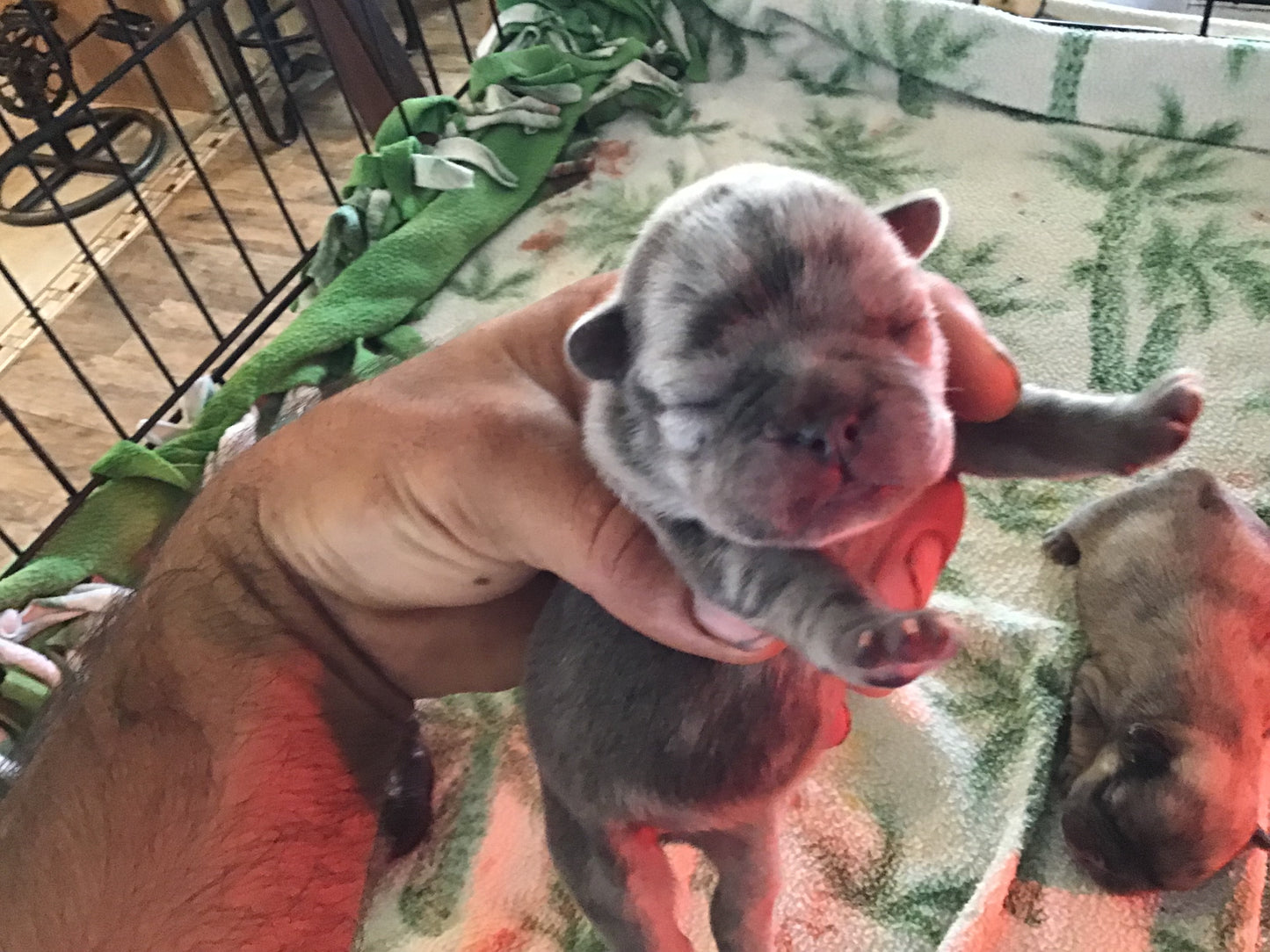 Merle 1/3 fluffy female pink carrier French bulldogs AKC