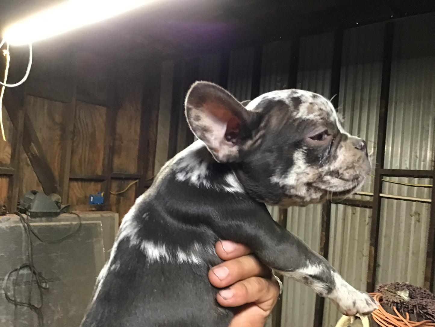 Merle French bulldog Male AKC #1