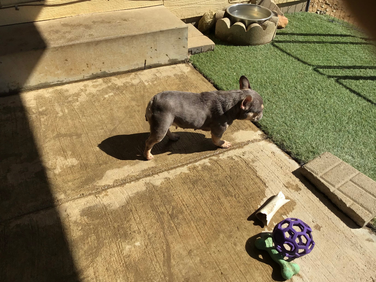 Upcoming litter AKC French Bulldog Babii big rope fluffy