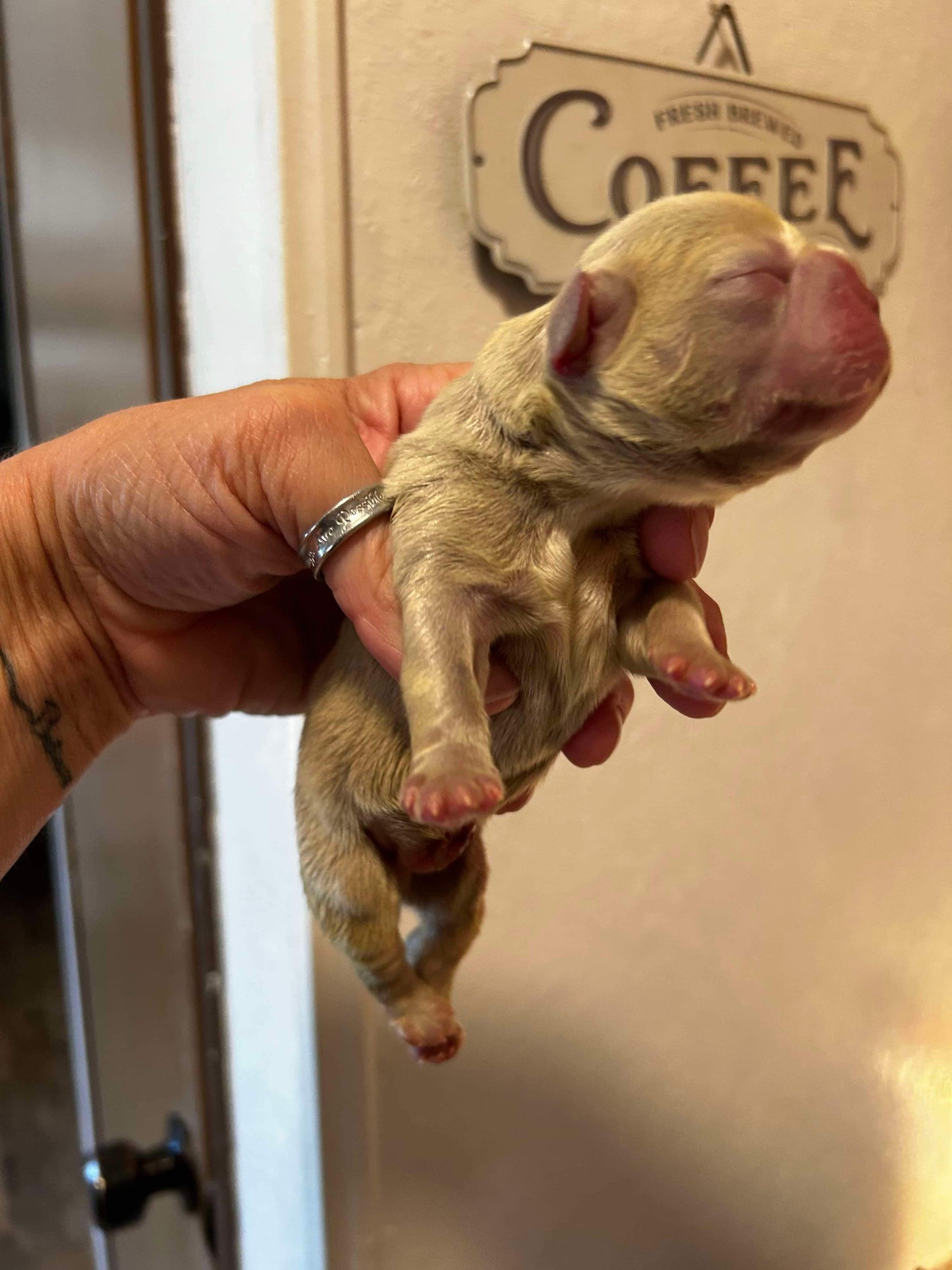 New shade Isabella Big rope fluffy carrier French Bulldog AKC
