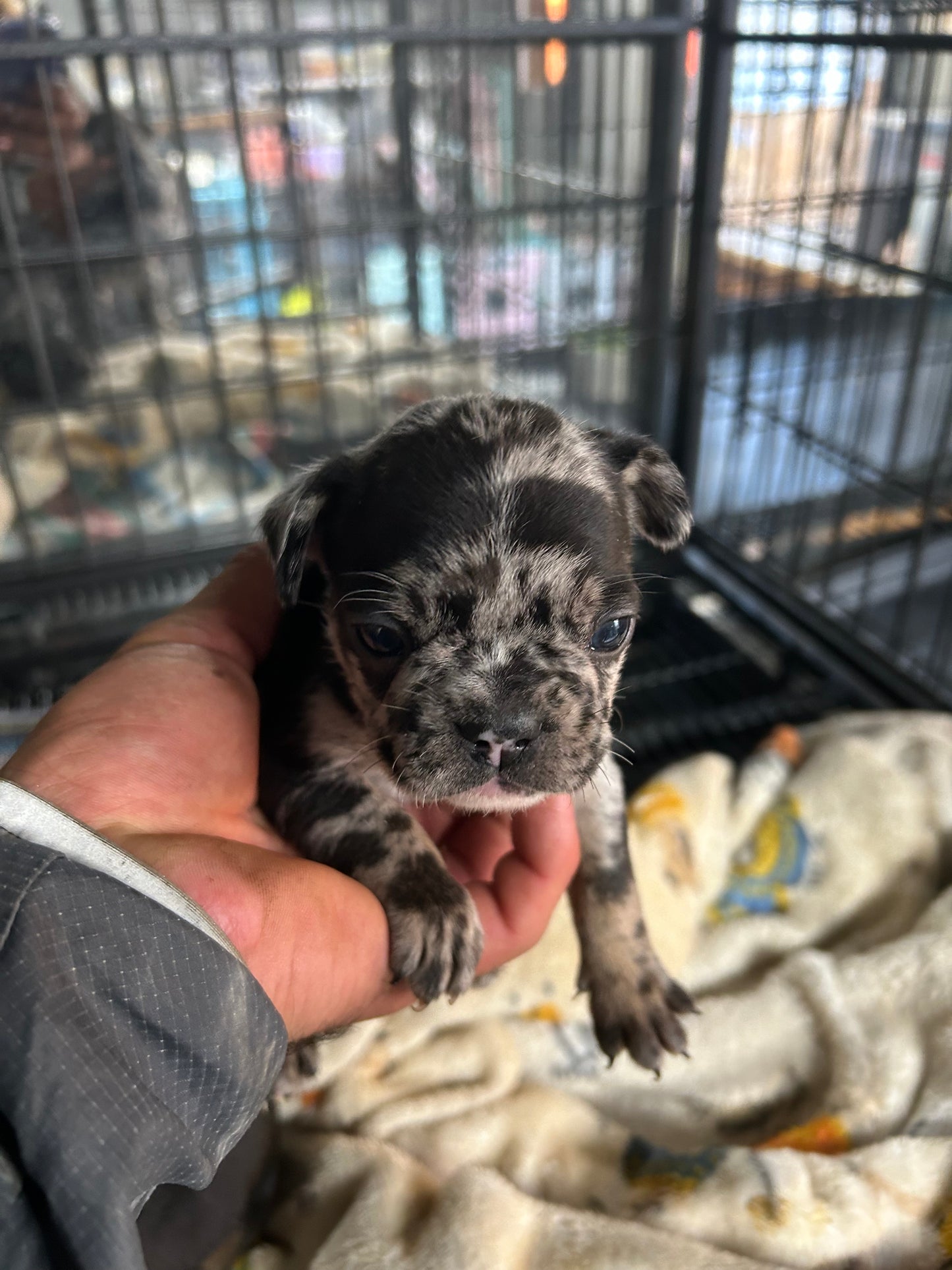 French Bulldog AKC Merle female