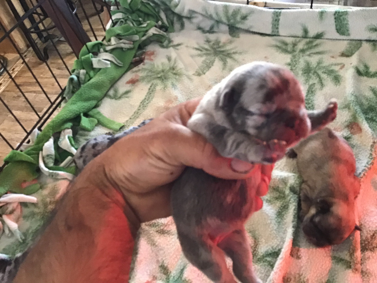 Merle 1/3 fluffy female pink carrier French bulldogs AKC