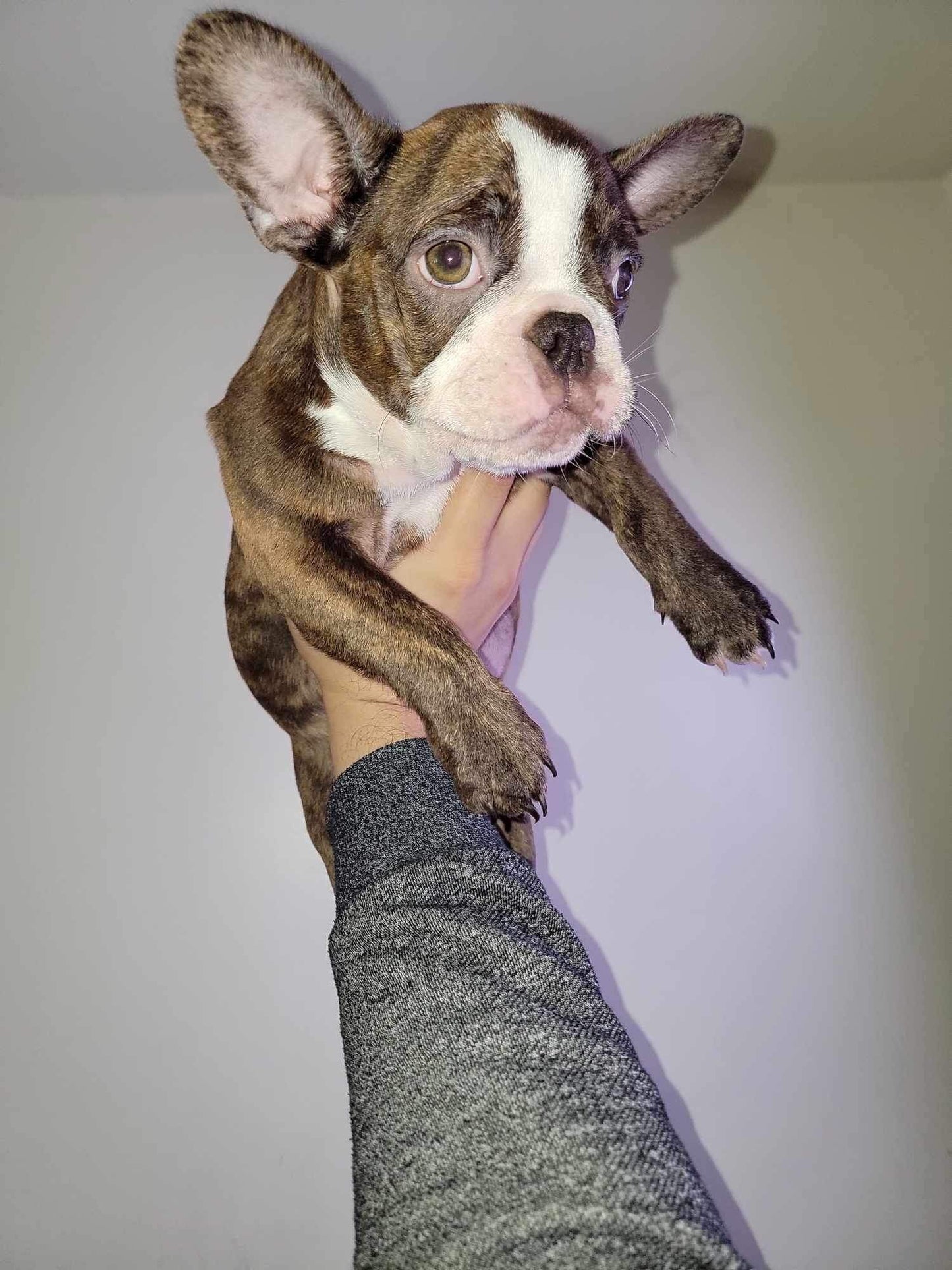Sable brindle pied male AKC French Bulldog