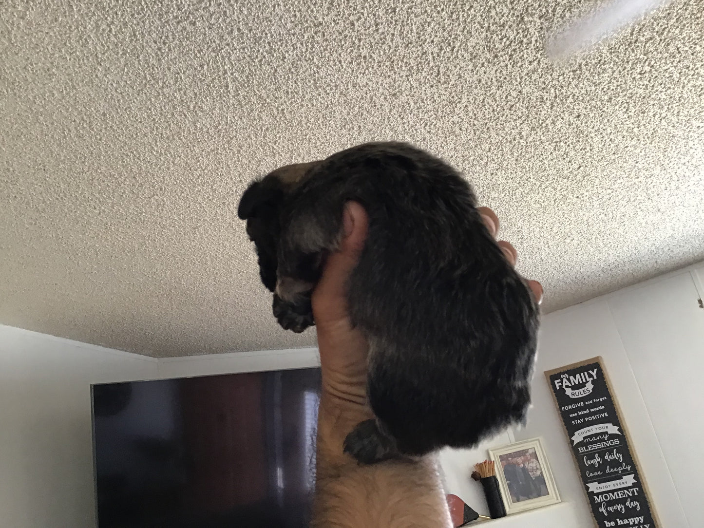 Visual fluffy big rope female akc french bulldog
