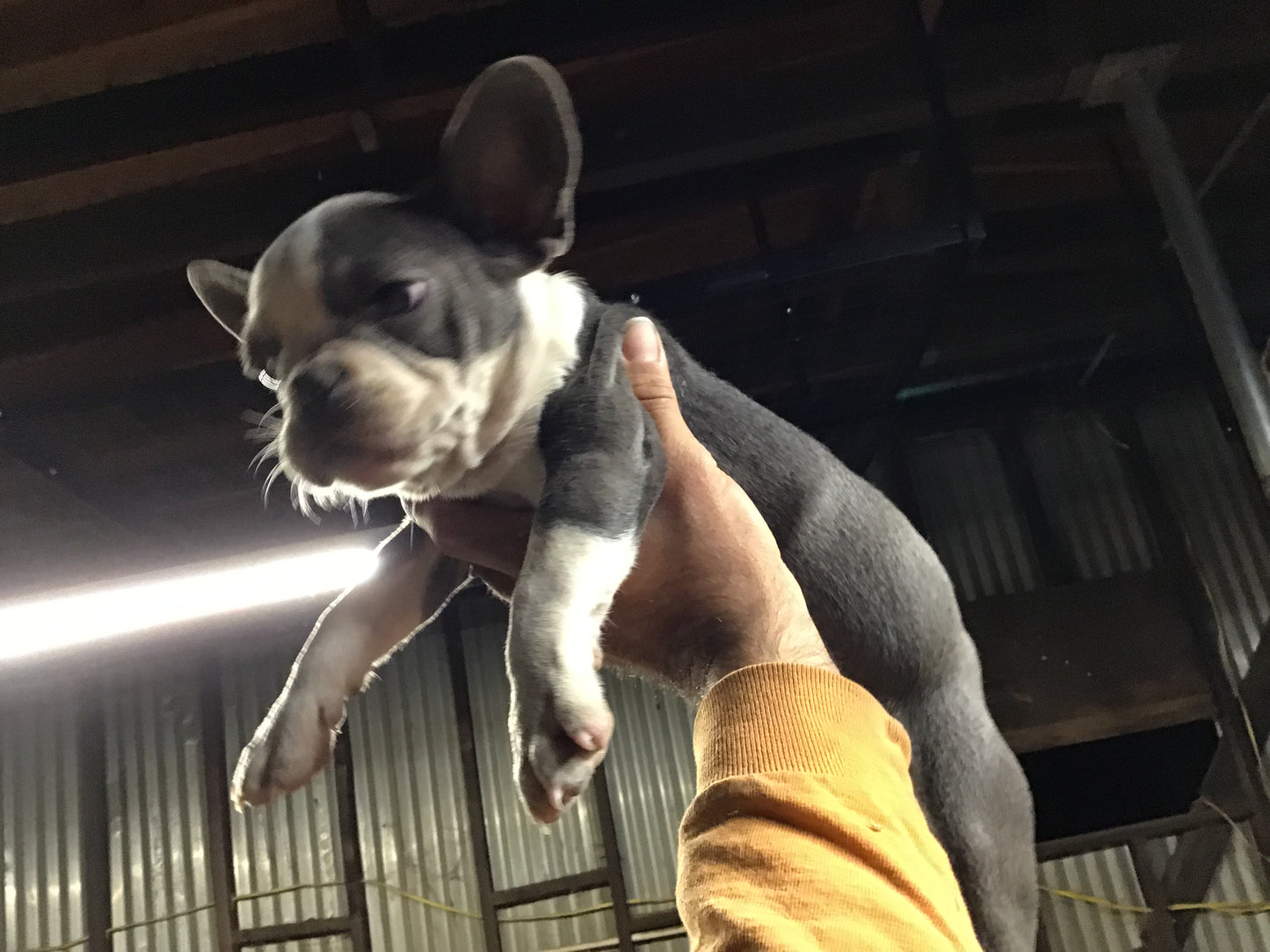 French bulldog female pied blue full AKC