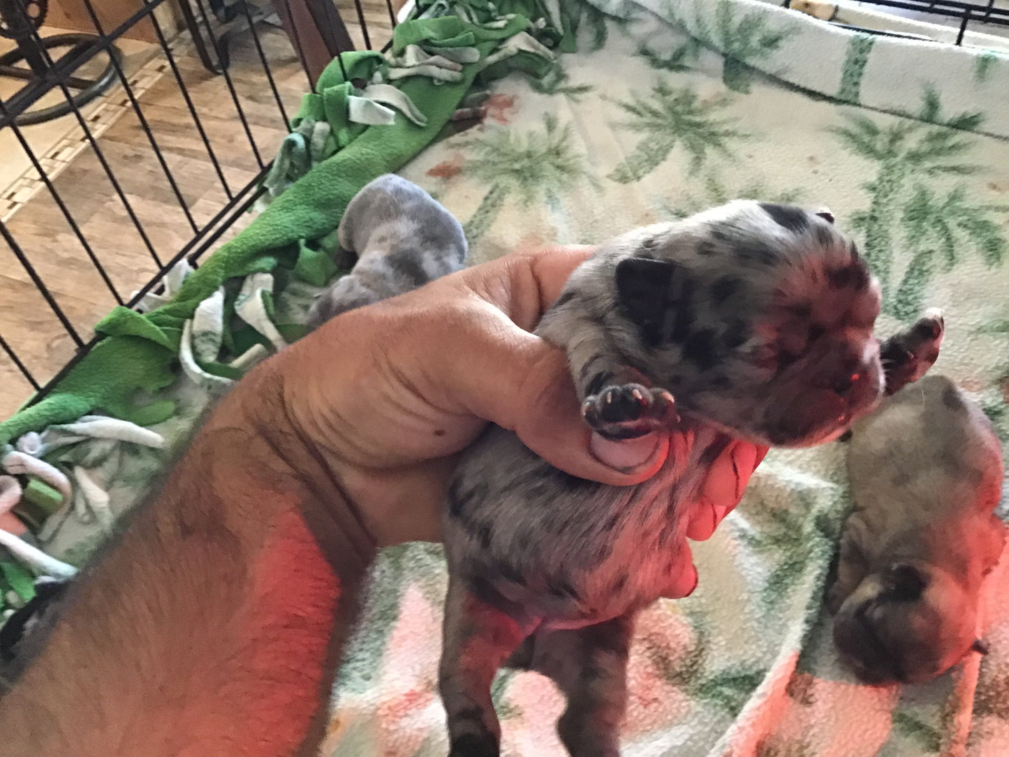 Merle 2/3 fluffy female pink carrier French bulldogs AKC