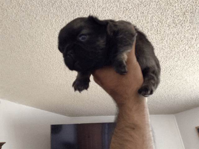 Visual fluffy big rope female akc french bulldog
