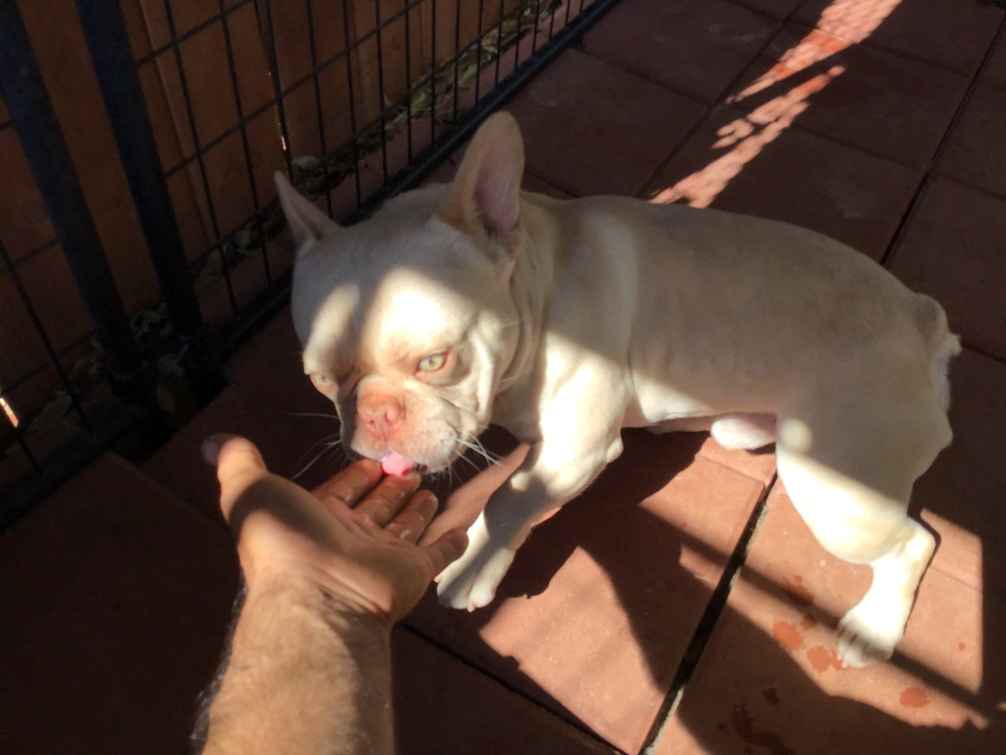 Stud A.I Service platinum Merle Isabella Hardy
