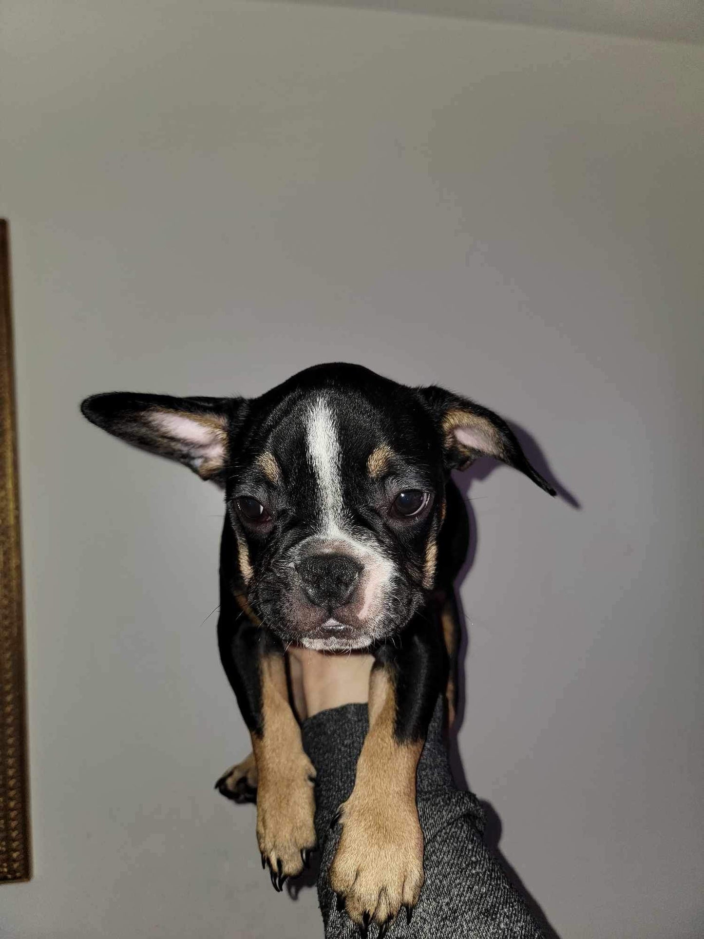Black tan pied Male French bulldog AKC