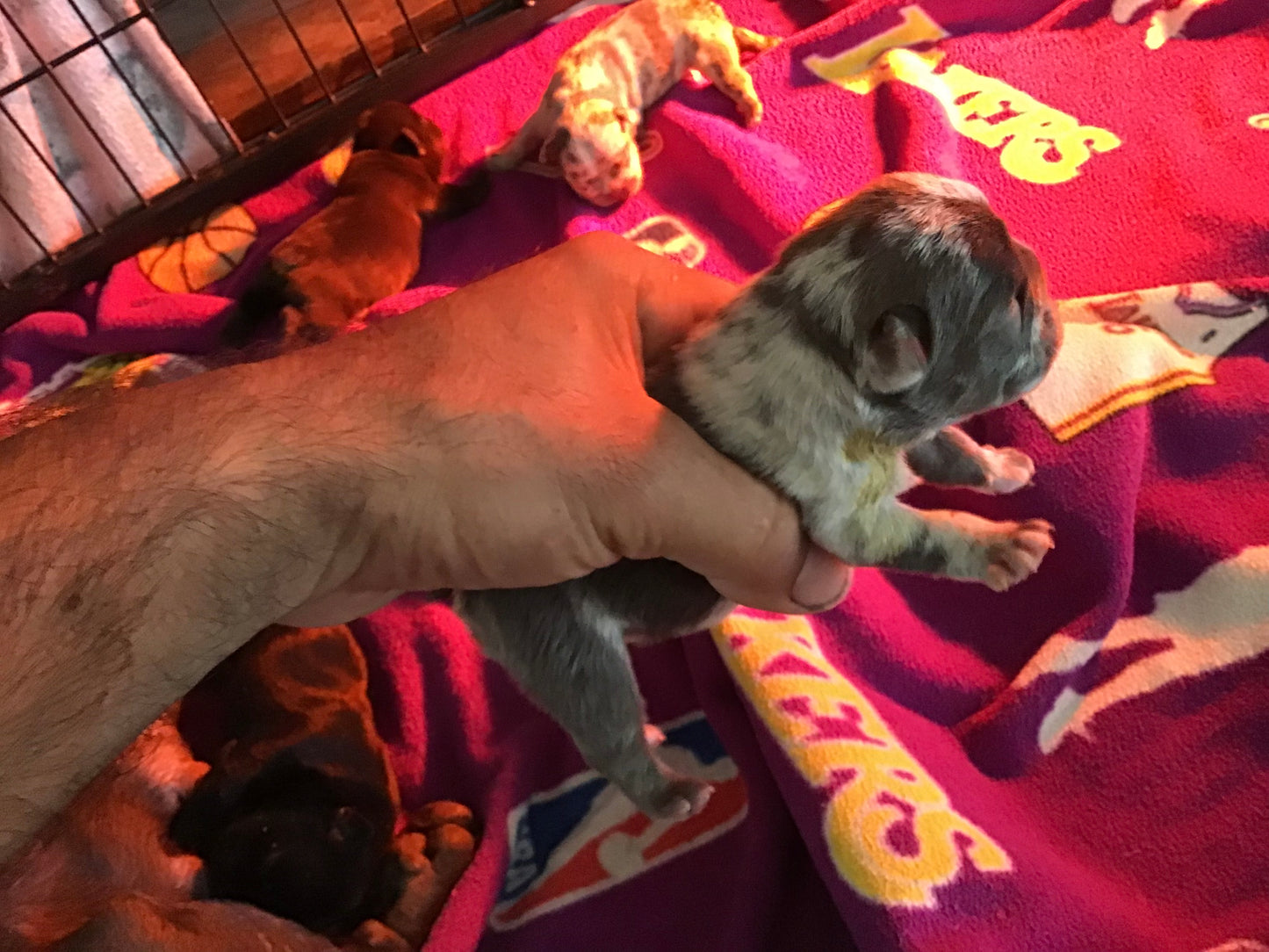 Male Merle micro French Bulldog AKC 2/4