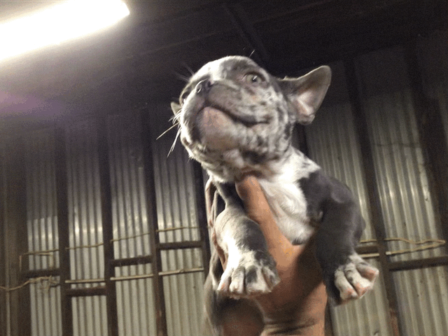 Merle French bulldog Male AKC #1