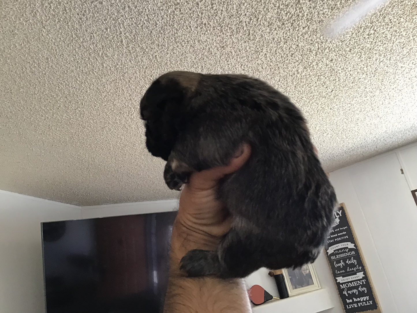 Visual fluffy big rope female akc french bulldog