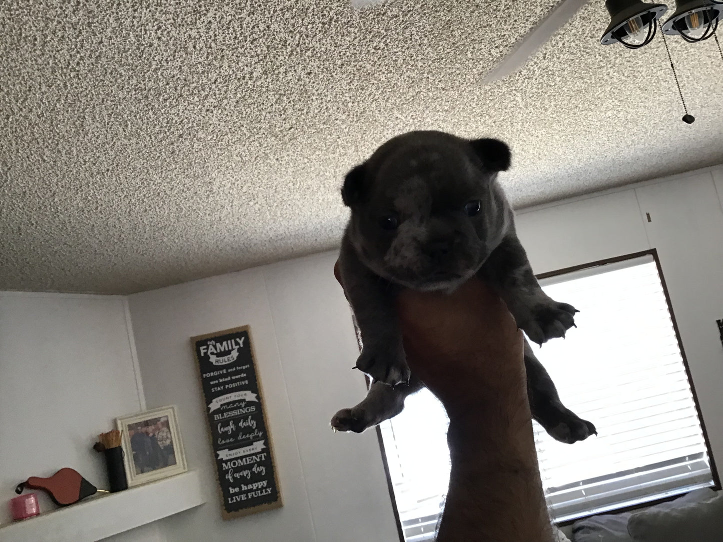 Big rope fluffy carrier Male Merle AKC French Bulldog