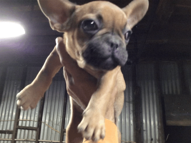 Red fawn male French Bulldog AKC