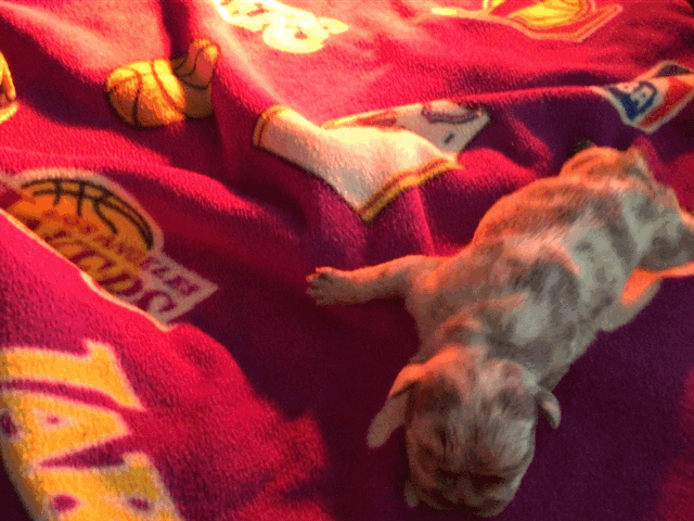 Male Merle micro French Bulldog AKC 3/4