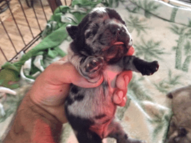 Merle 3/3 fluffy female pink carrier French bulldogs AKC