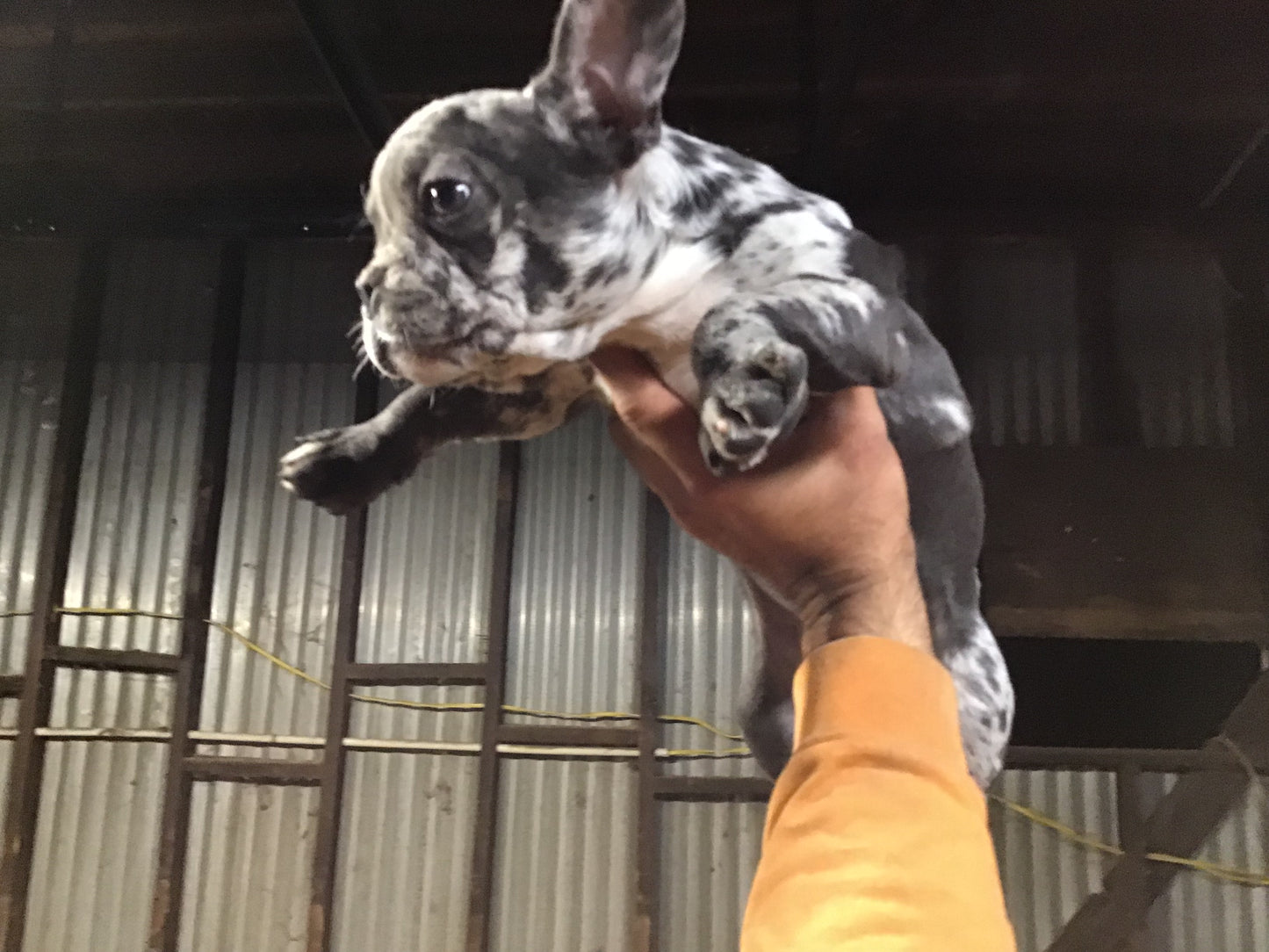 #2 French Bulldog Merle Male AKC