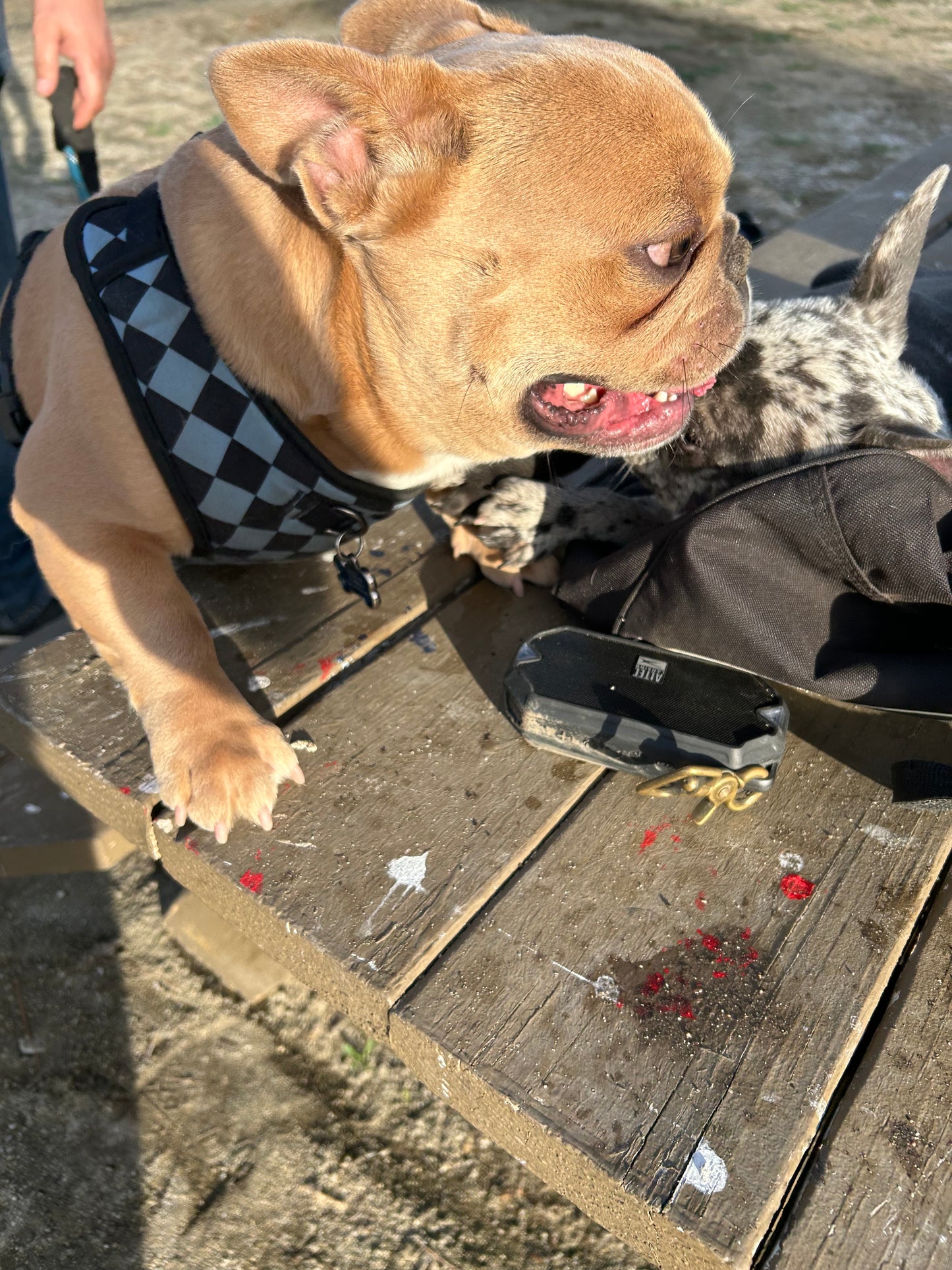 Fawn French bulldog standard size stud service COCO