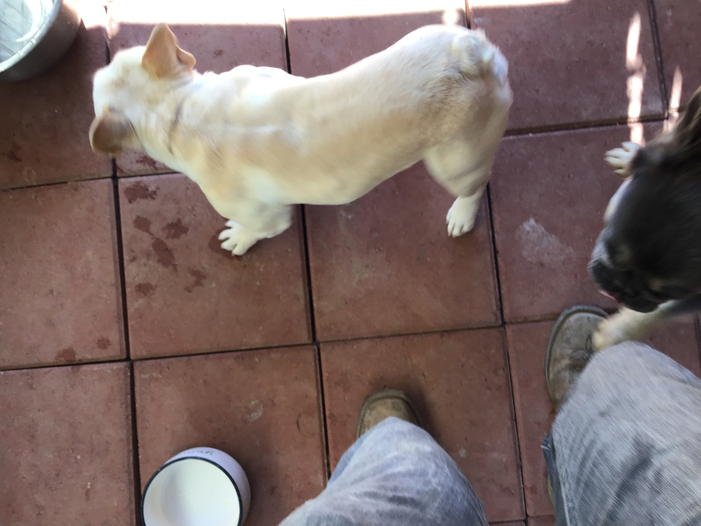 Stud A.I Service platinum Merle Isabella Hardy