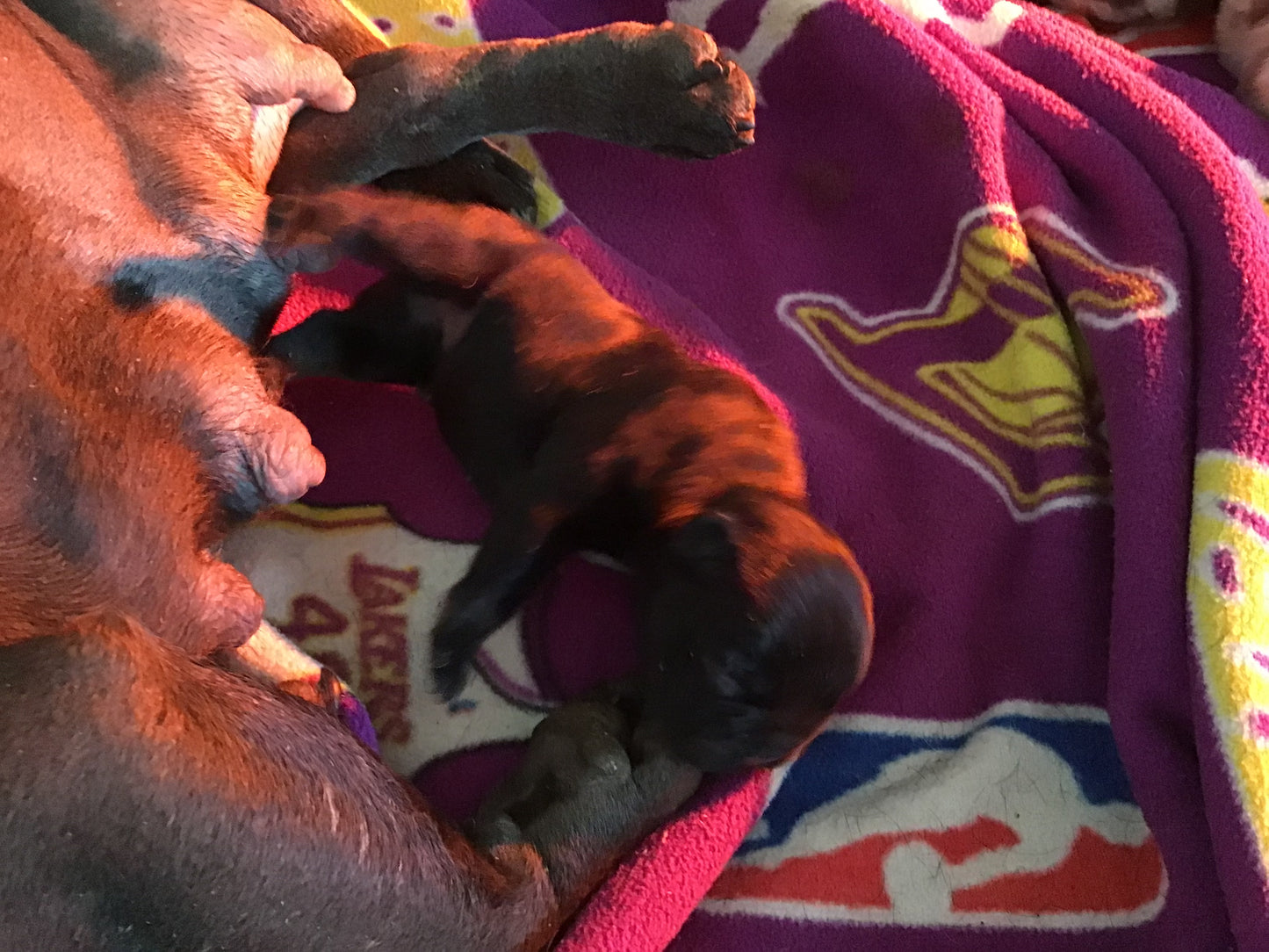 Male Merle micro French Bulldog AKC 4/4