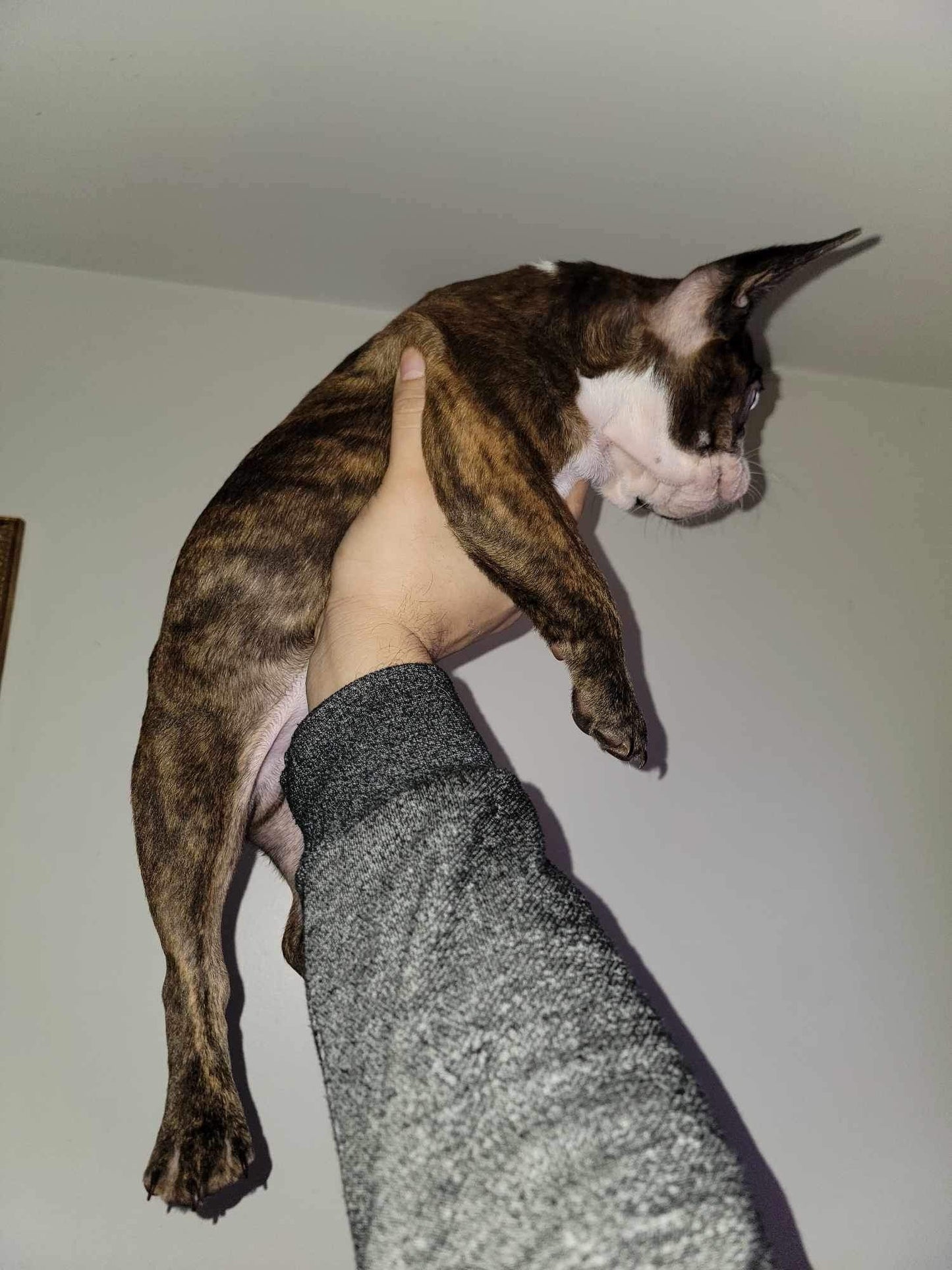 Sable brindle pied male AKC French Bulldog