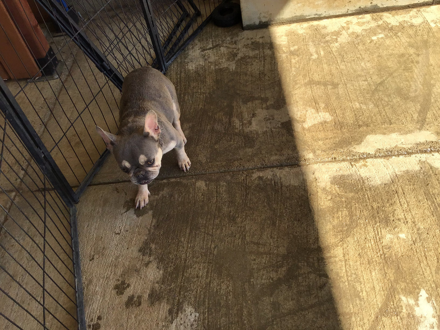 Upcoming litter AKC French Bulldog Babii big rope fluffy